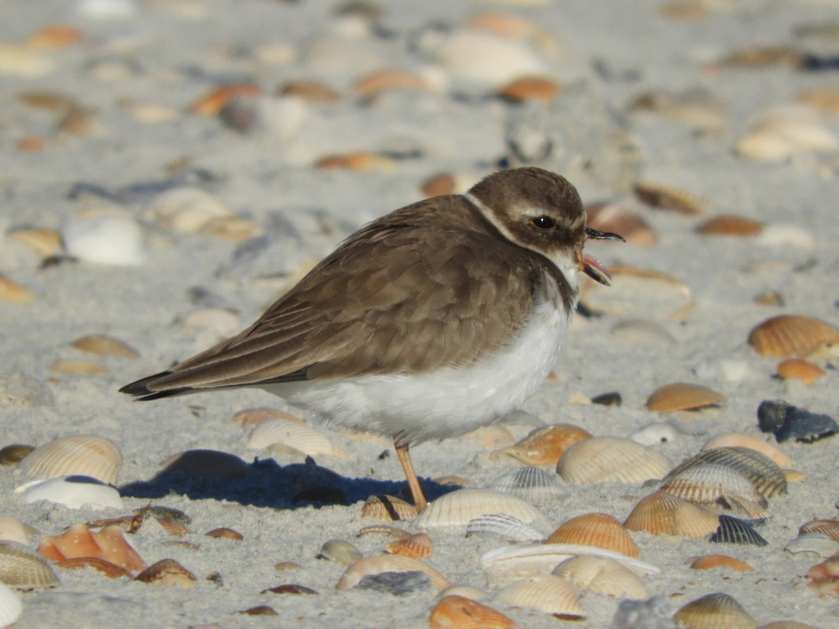 Semipalmated Plover - ML133543861
