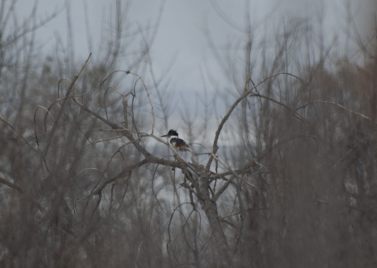 Belted Kingfisher - ML133546101