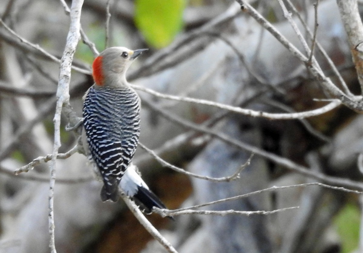 Yucatan Woodpecker - kas dumroese