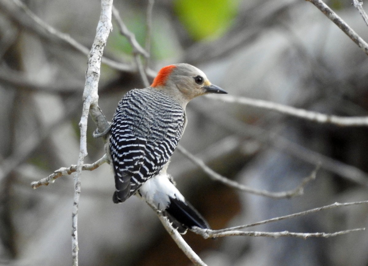Yucatan Woodpecker - kas dumroese