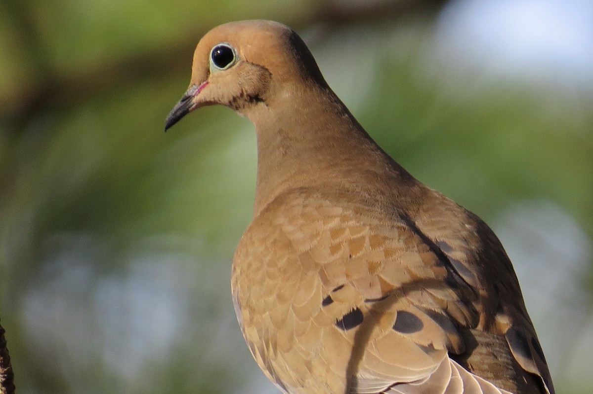 Mourning Dove - Kathy Spencer