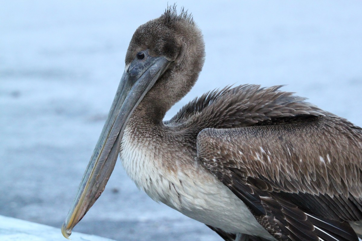Brown Pelican (Atlantic) - Tom Younkin