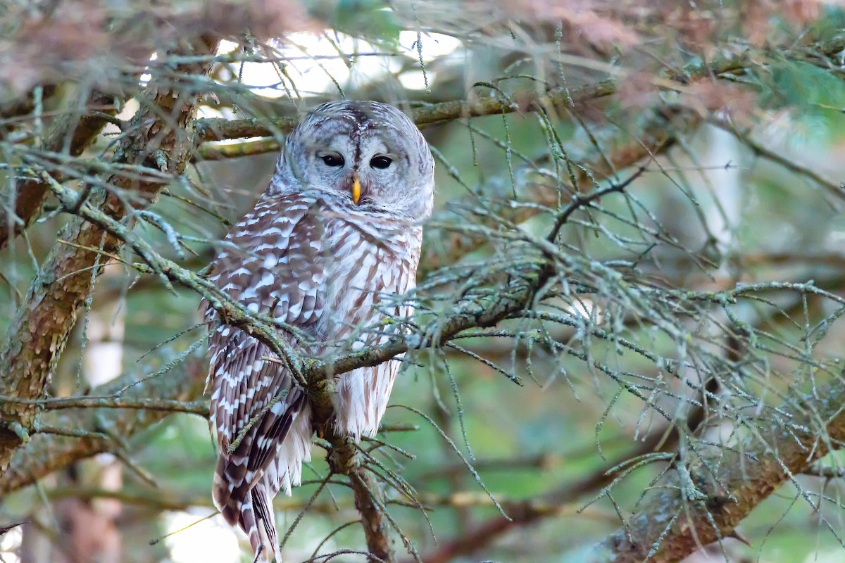 Barred Owl - Tim Arthur