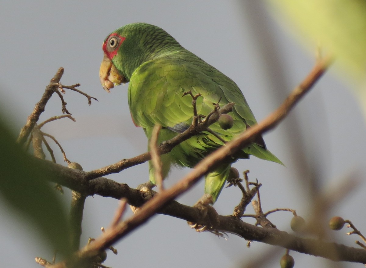 White-fronted Parrot - ML133560741