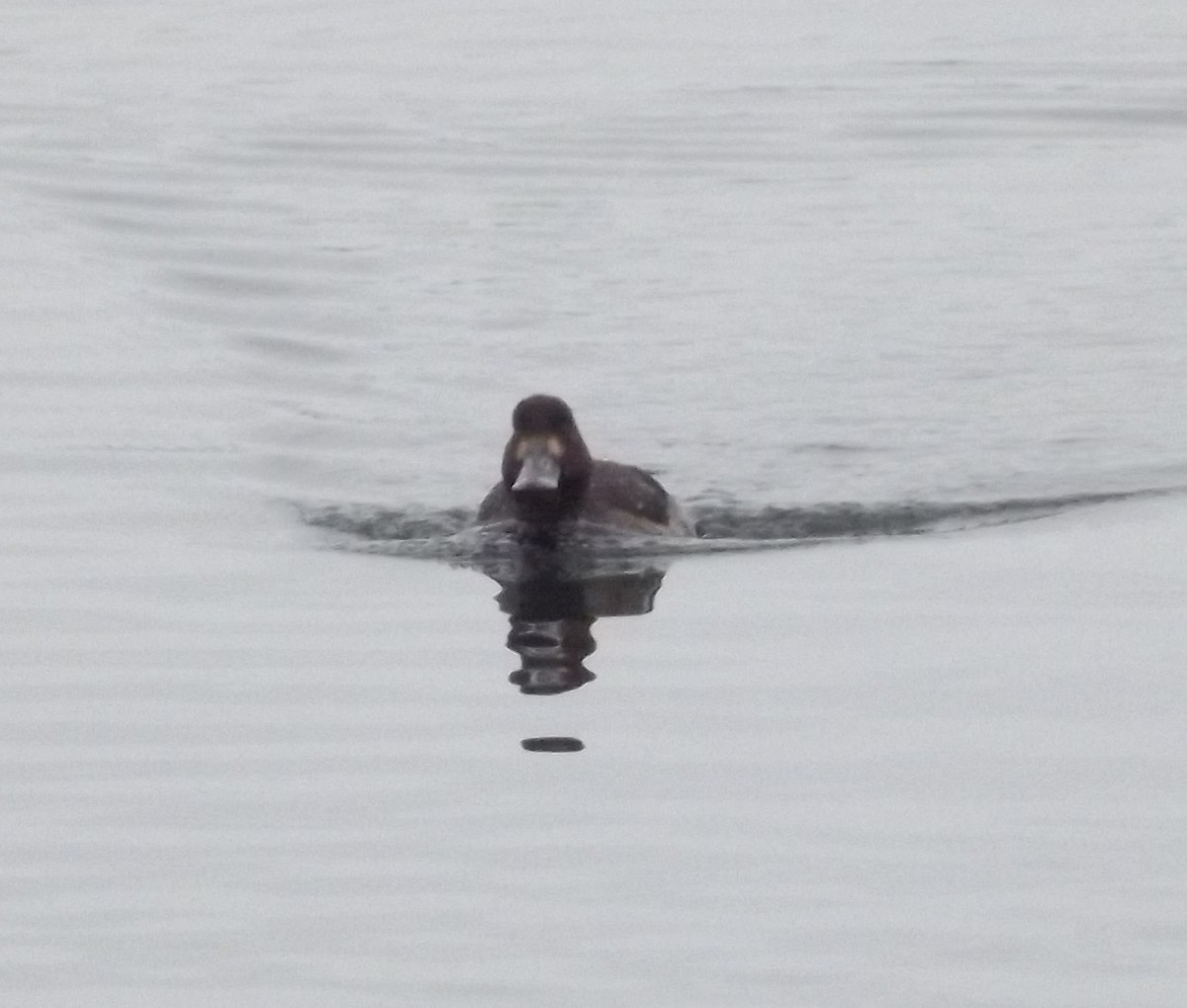 Greater Scaup - ML133565431