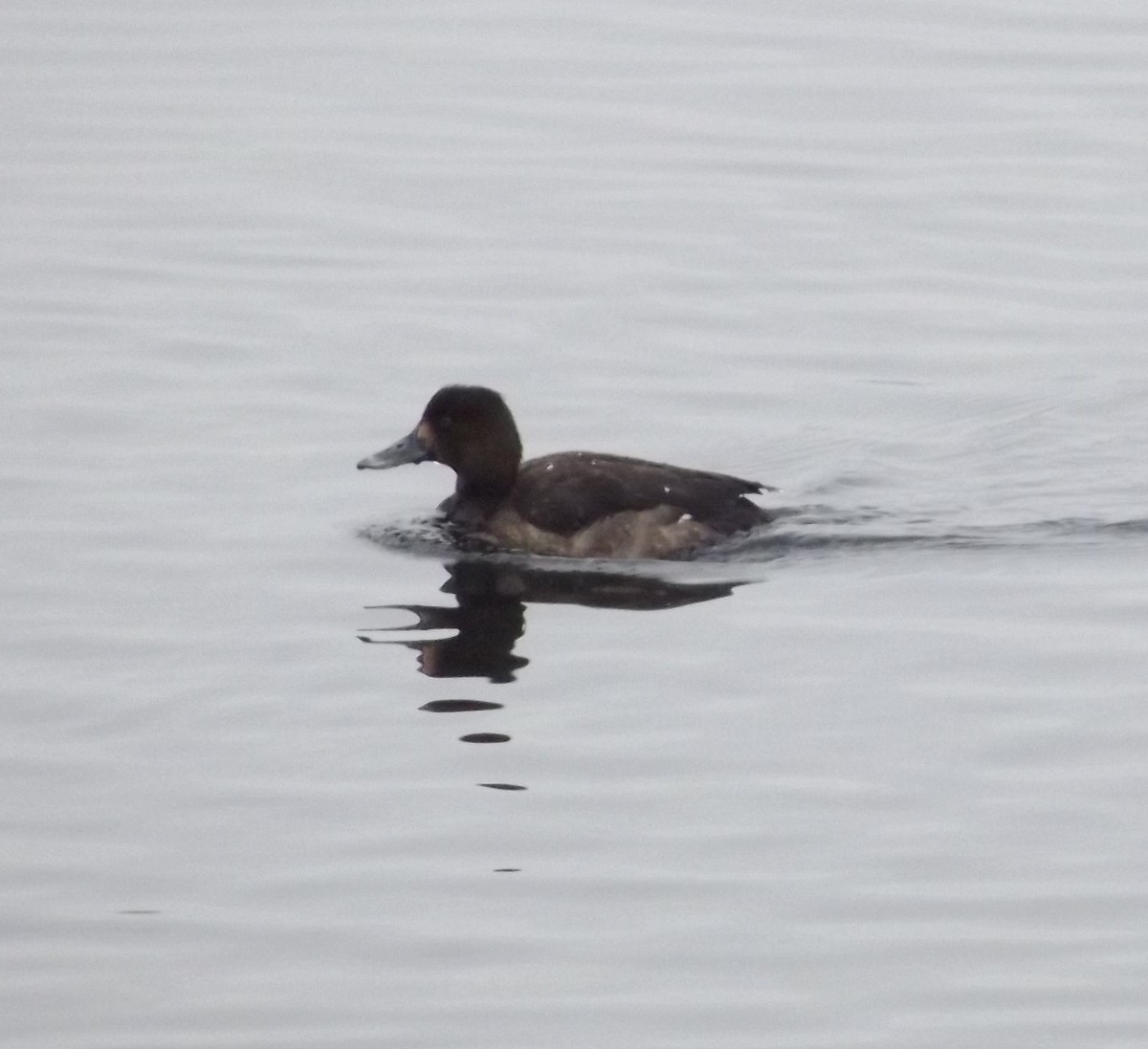 Greater Scaup - ML133565441