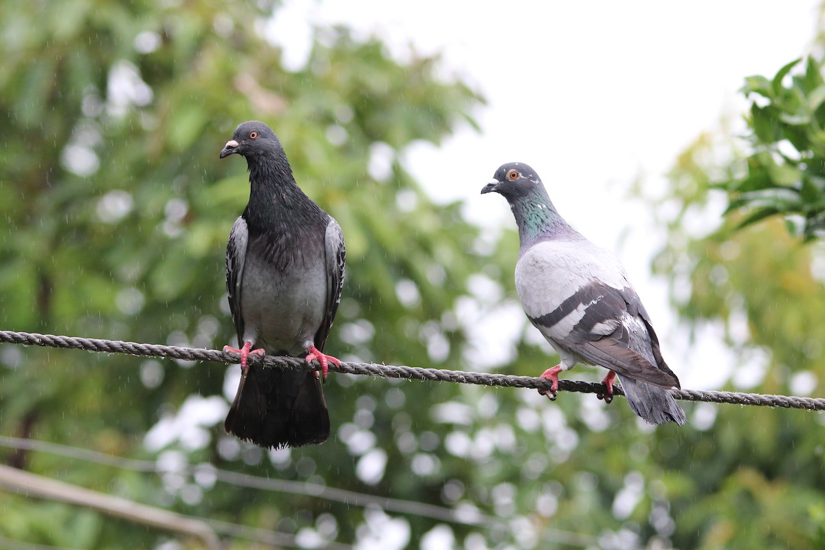 Rock Pigeon (Feral Pigeon) - Greg and Georgie Shaw