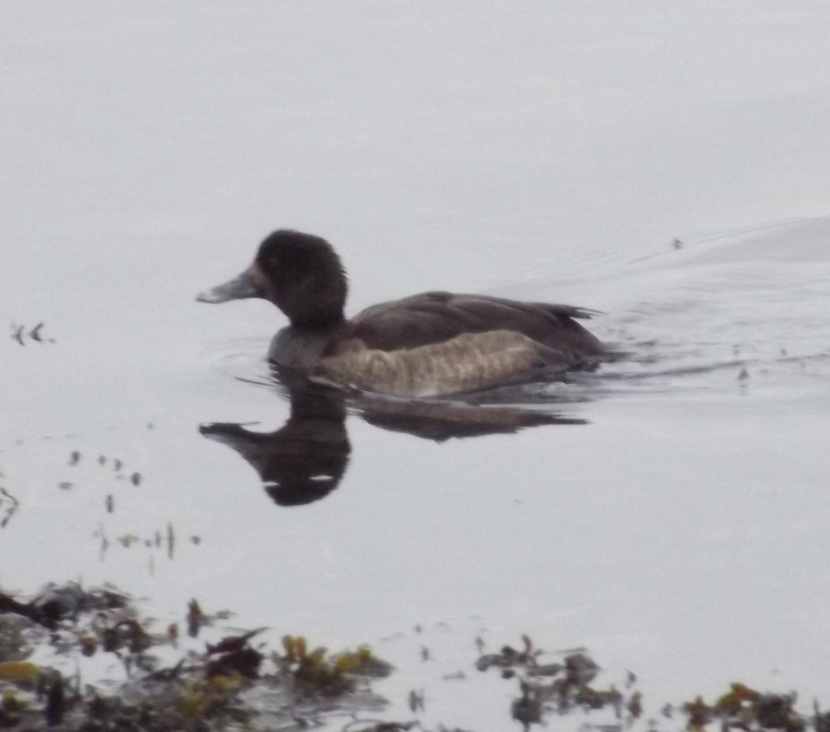 Greater Scaup - ML133565801