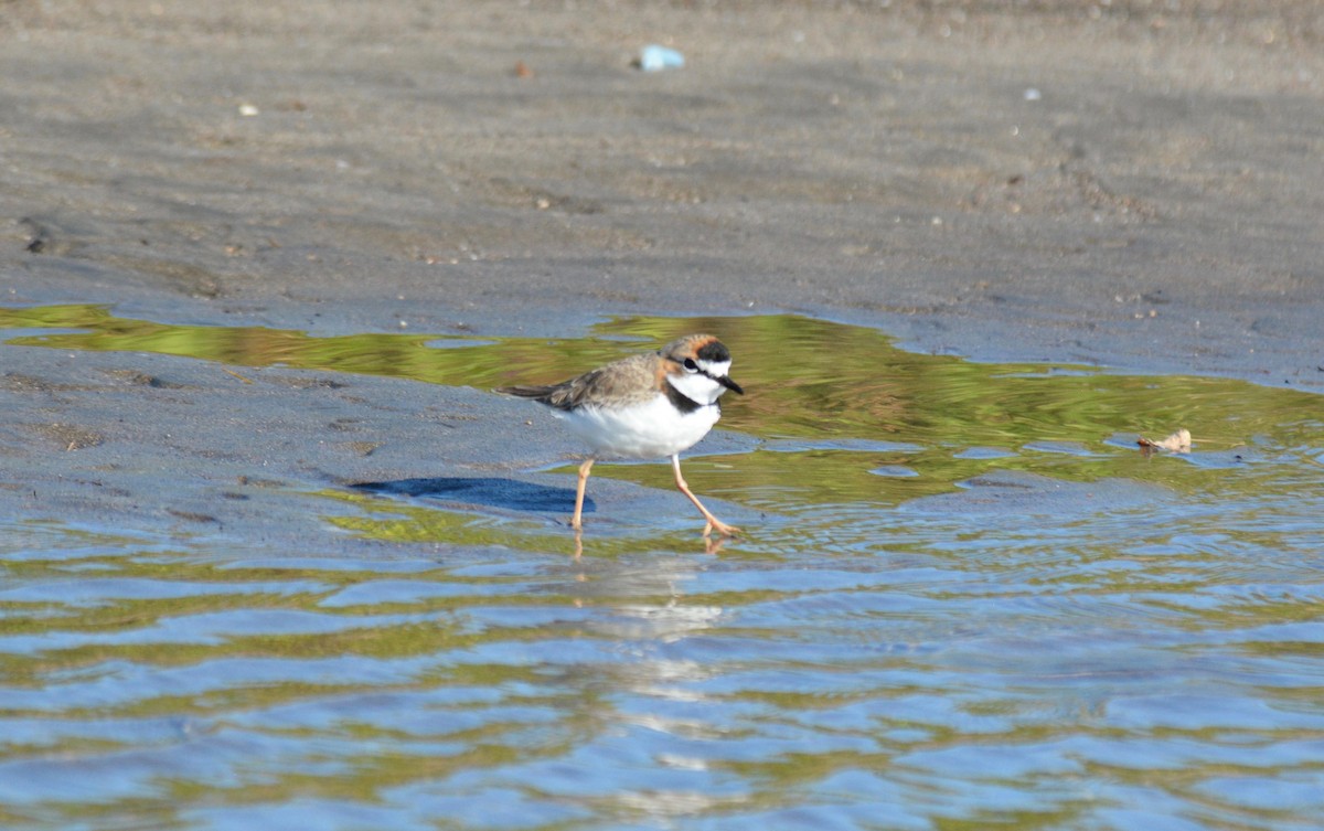 Collared Plover - ML133570241