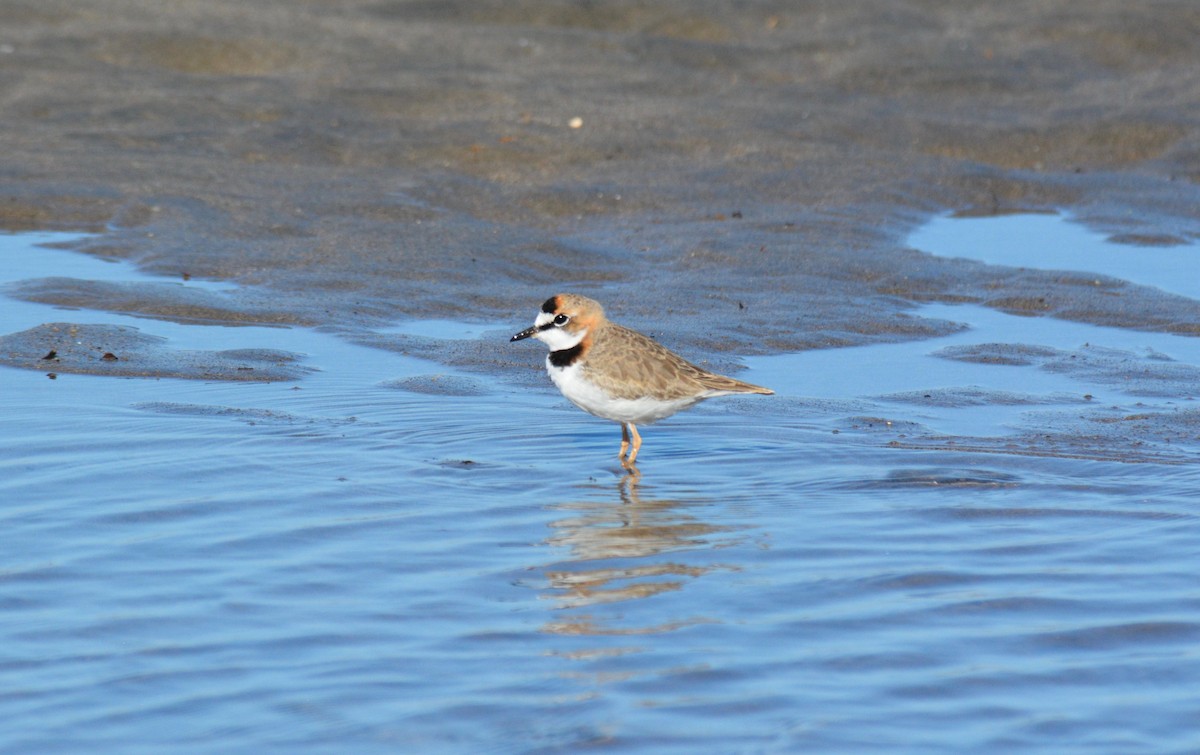 Collared Plover - ML133570251