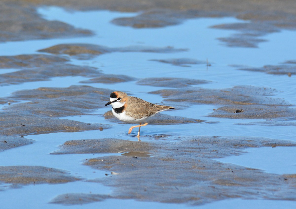 Collared Plover - ML133570261