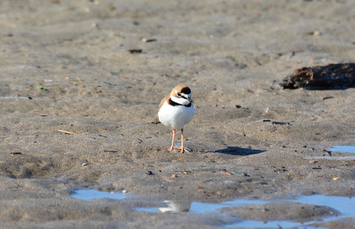 Collared Plover - ML133570271