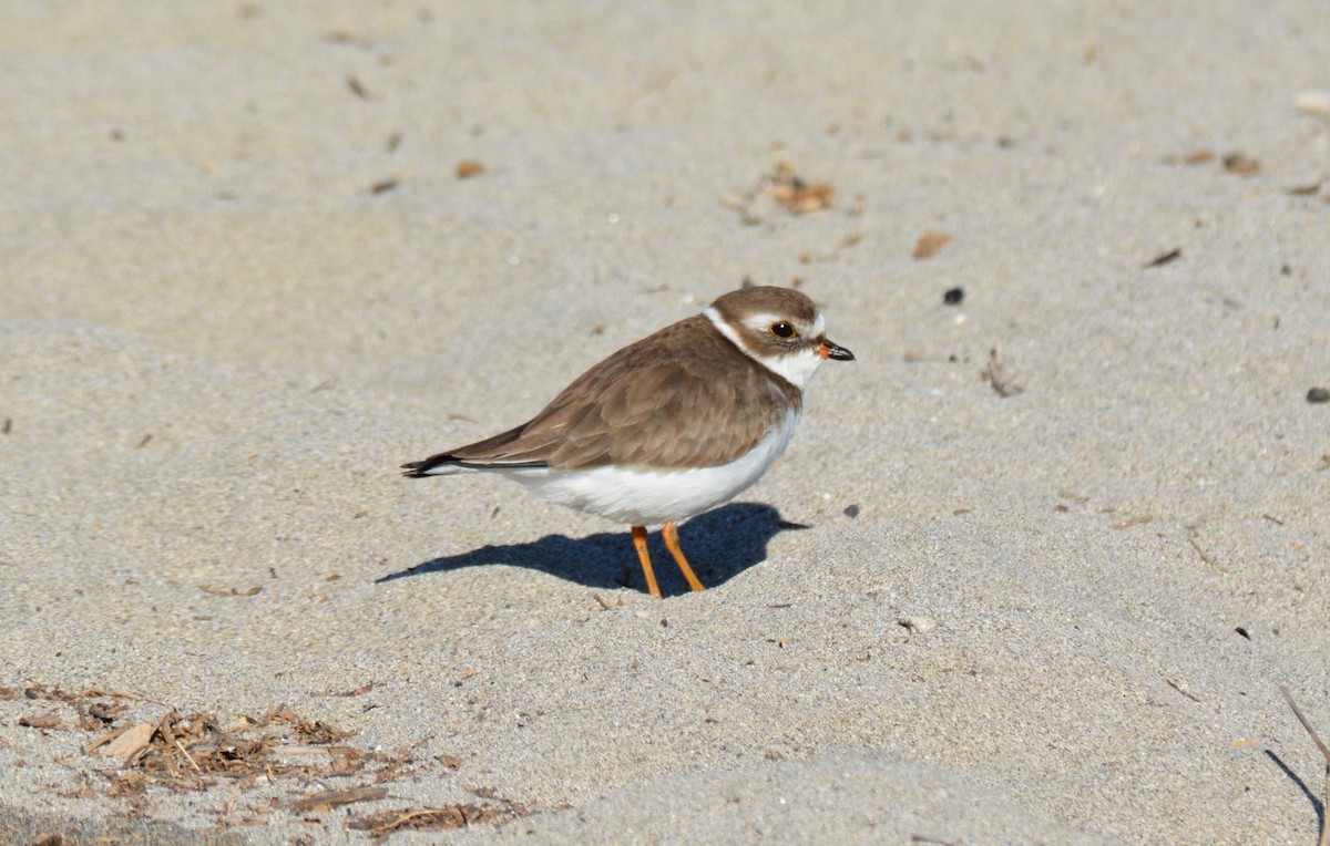 Semipalmated Plover - ML133570371