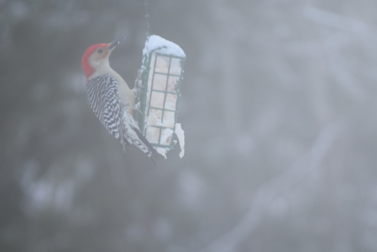 Red-bellied Woodpecker - Charlie Todd