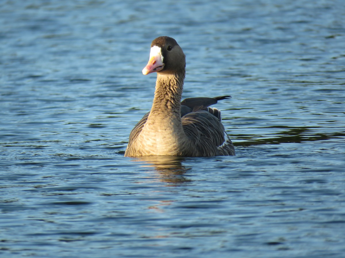 Greater White-fronted Goose - Kevin Christman