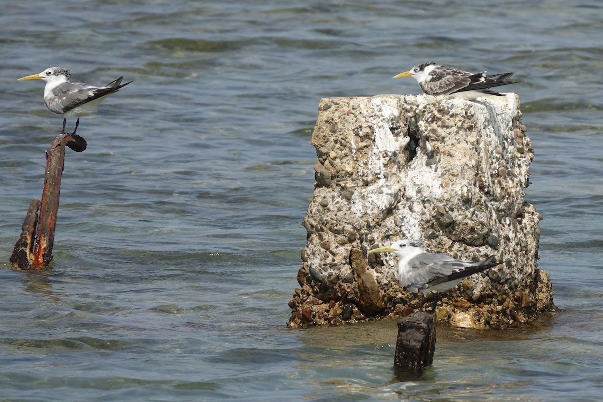 Great Crested Tern - ML133573701