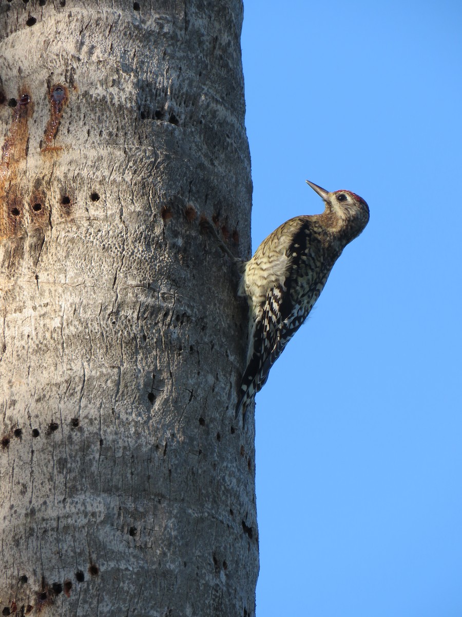 Yellow-bellied Sapsucker - Kevin Christman