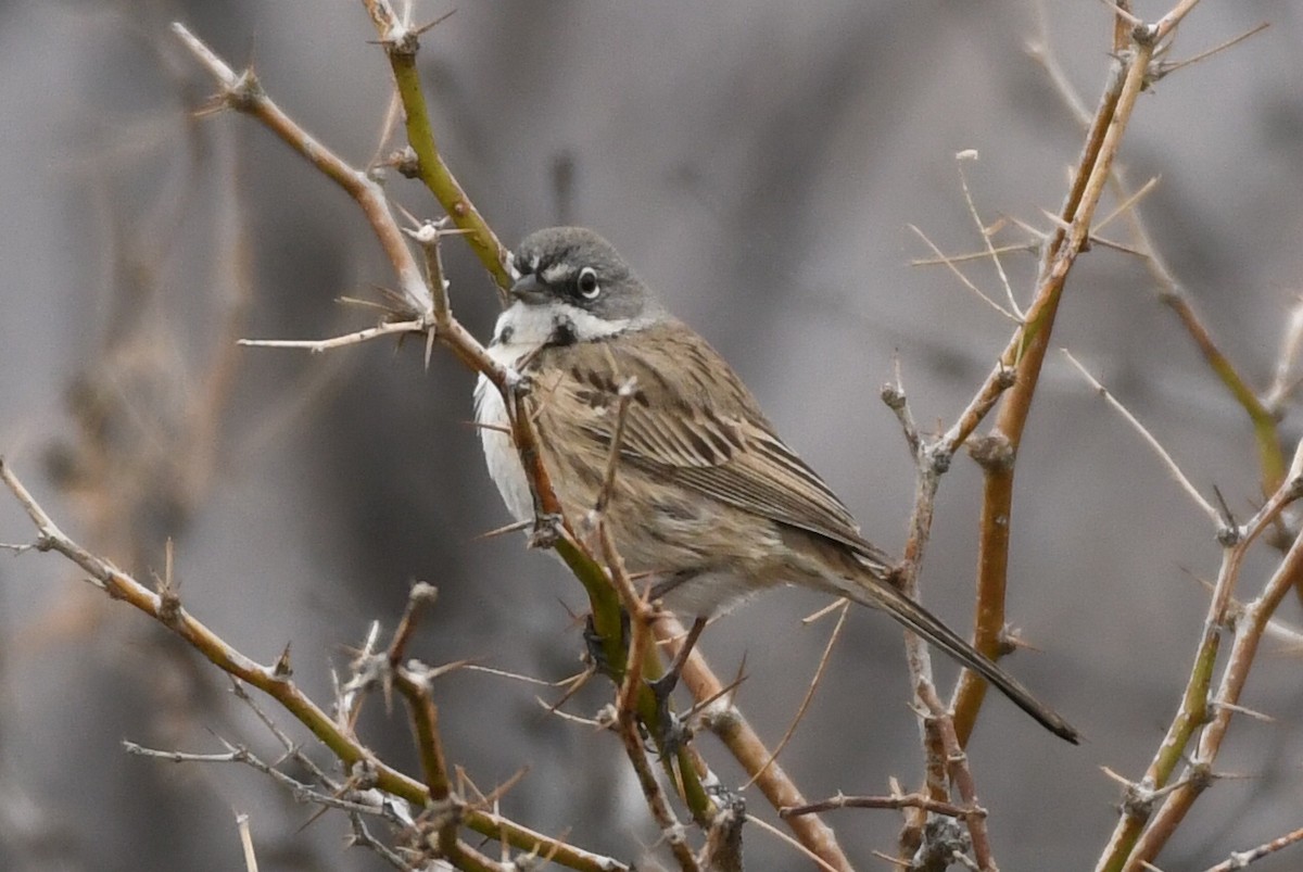 Sagebrush/Bell's Sparrow (Sage Sparrow) - ML133578091