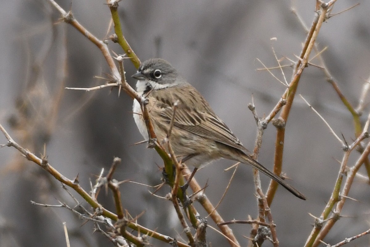 Sagebrush/Bell's Sparrow (Sage Sparrow) - ML133578121