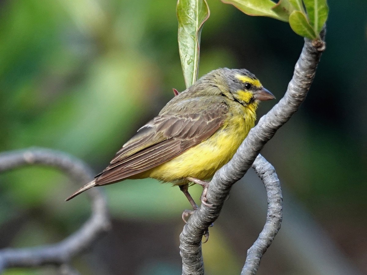 Yellow-fronted Canary - Norman Uyeda
