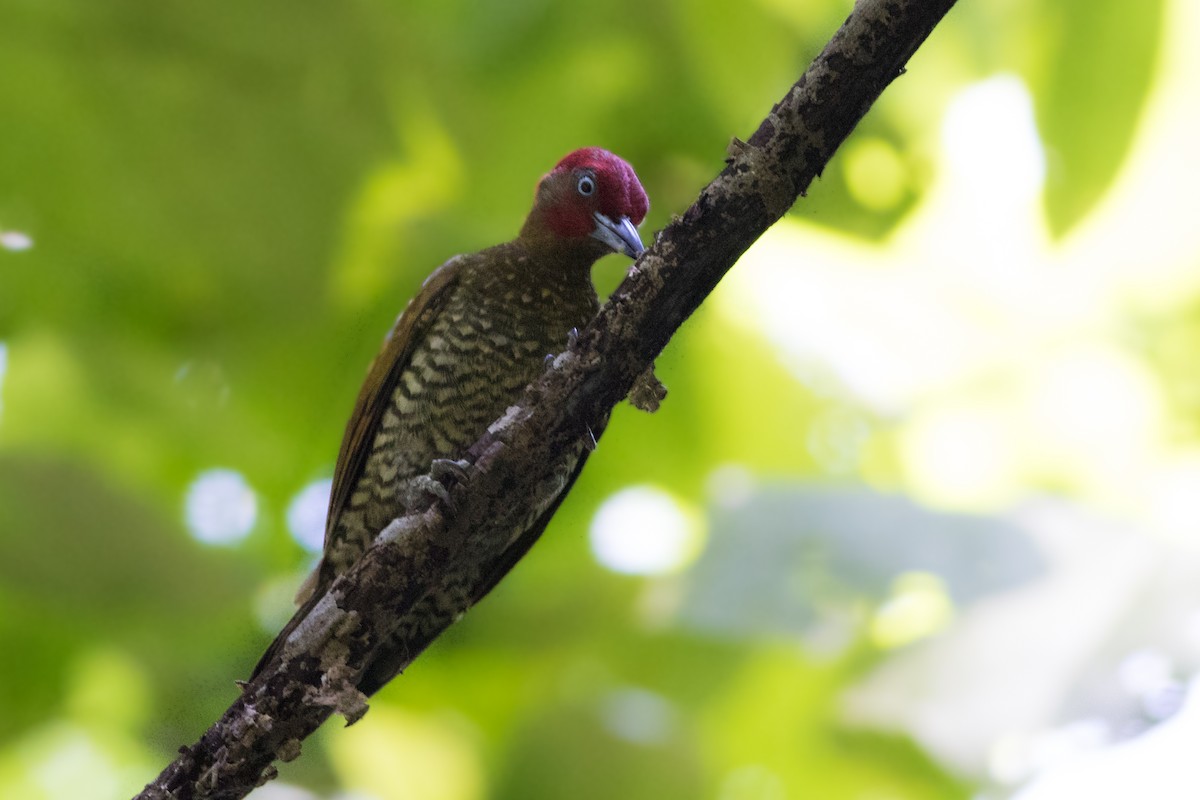 Rufous-winged Woodpecker - Kurtis Messingale