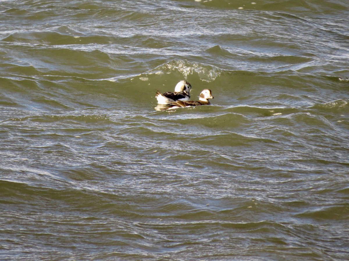 Long-tailed Duck - ML133583131