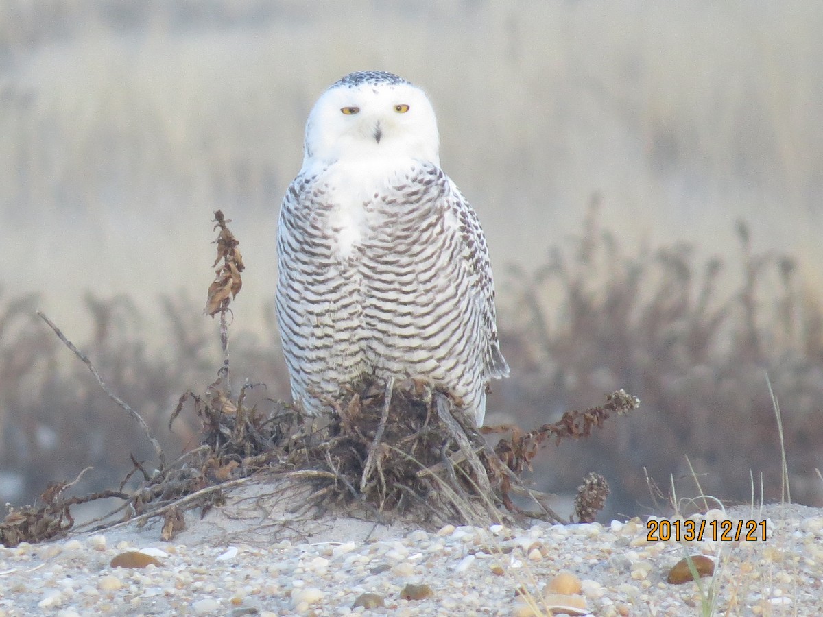 Snowy Owl - ML133583831