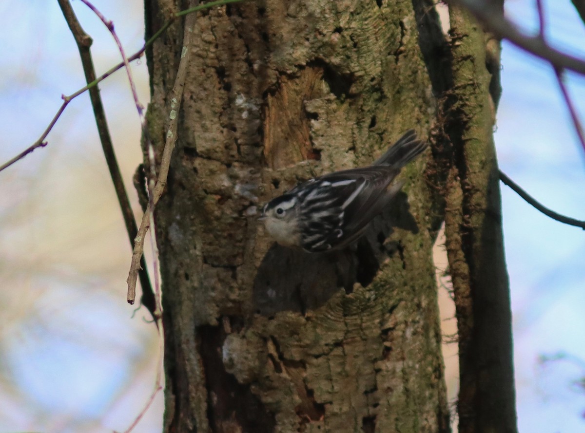 Black-and-white Warbler - Andre Moncrieff