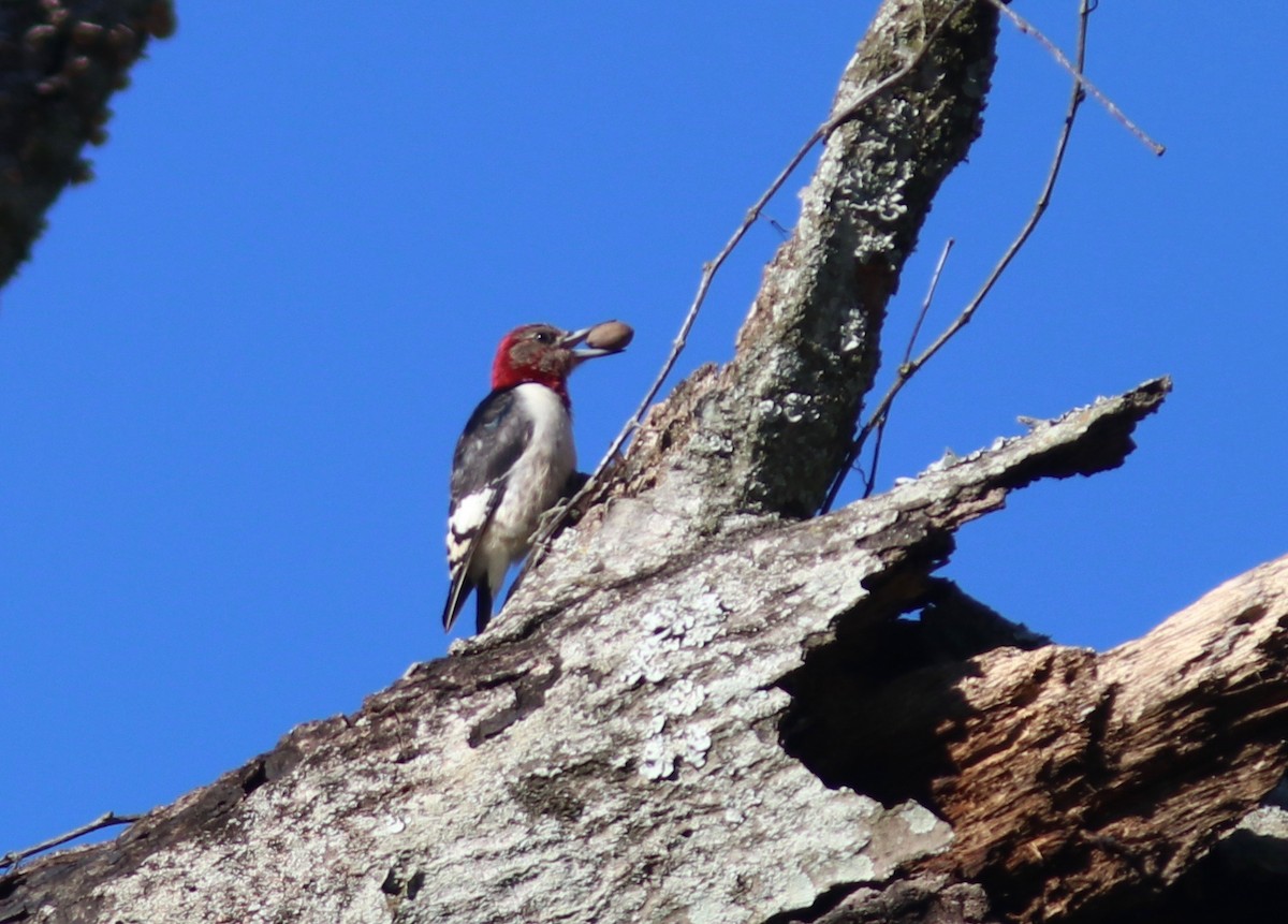 Red-headed Woodpecker - Andre Moncrieff