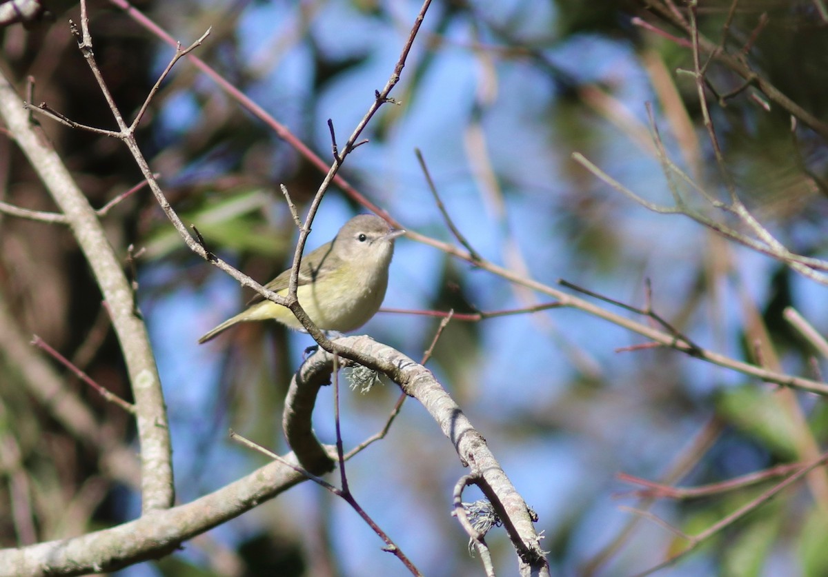 Bell's Vireo - Andre Moncrieff