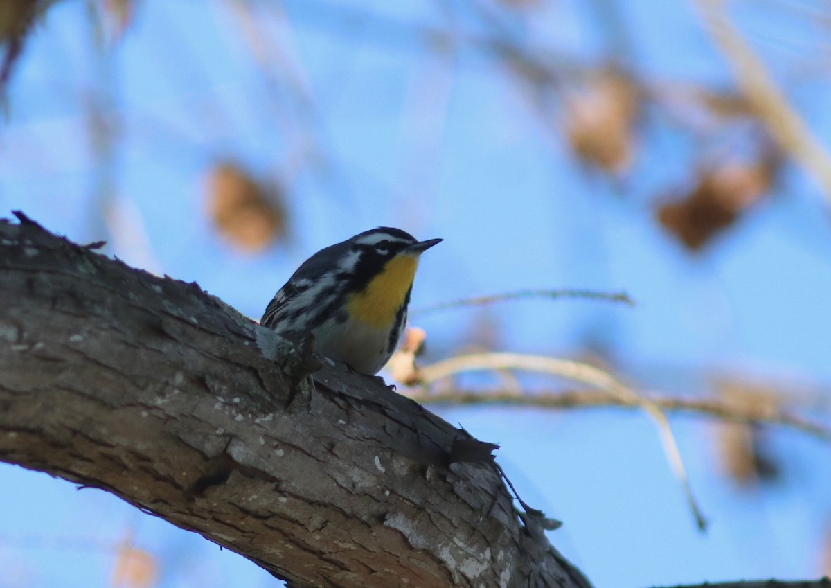 Yellow-throated Warbler - Andre Moncrieff