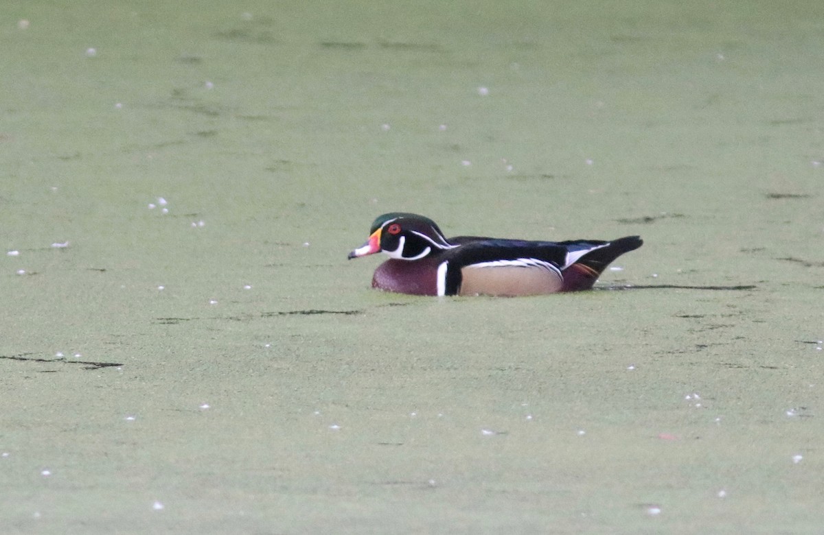 Wood Duck - Andre Moncrieff