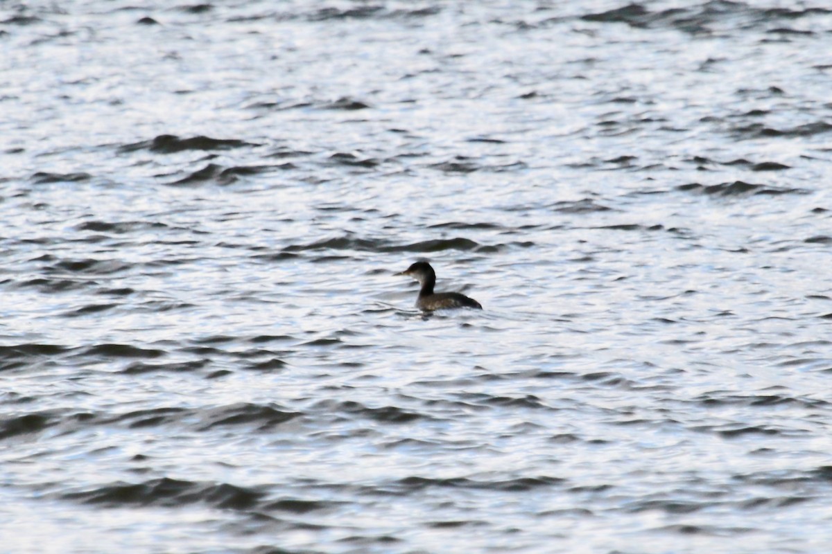 Red-necked Grebe - ML133589261