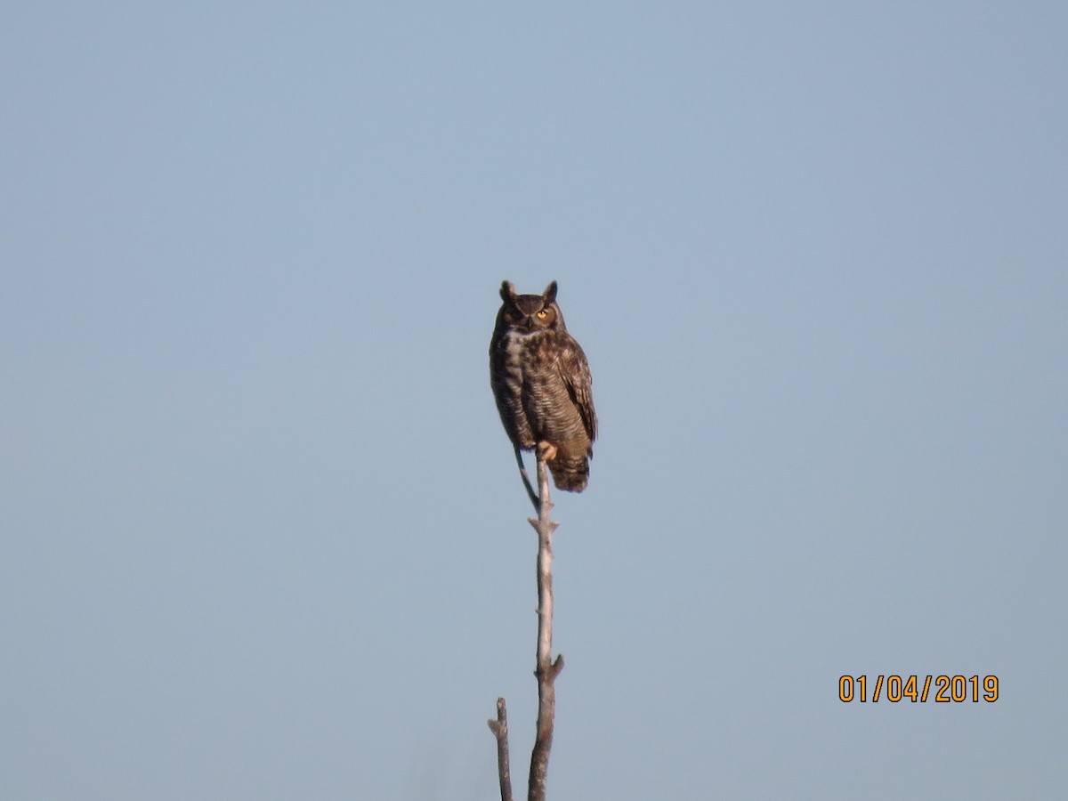 Great Horned Owl - ML133591241