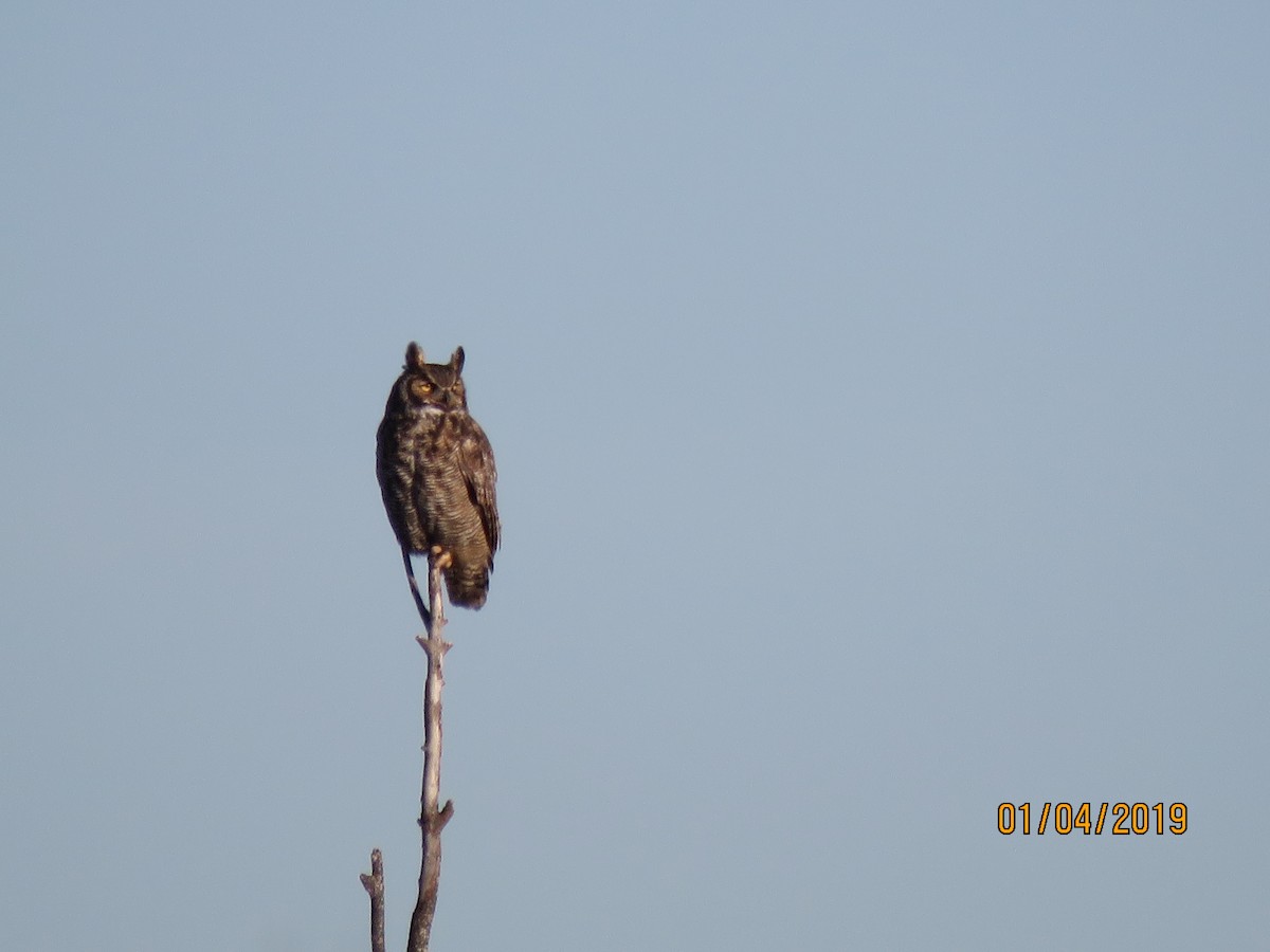 Great Horned Owl - ML133591881