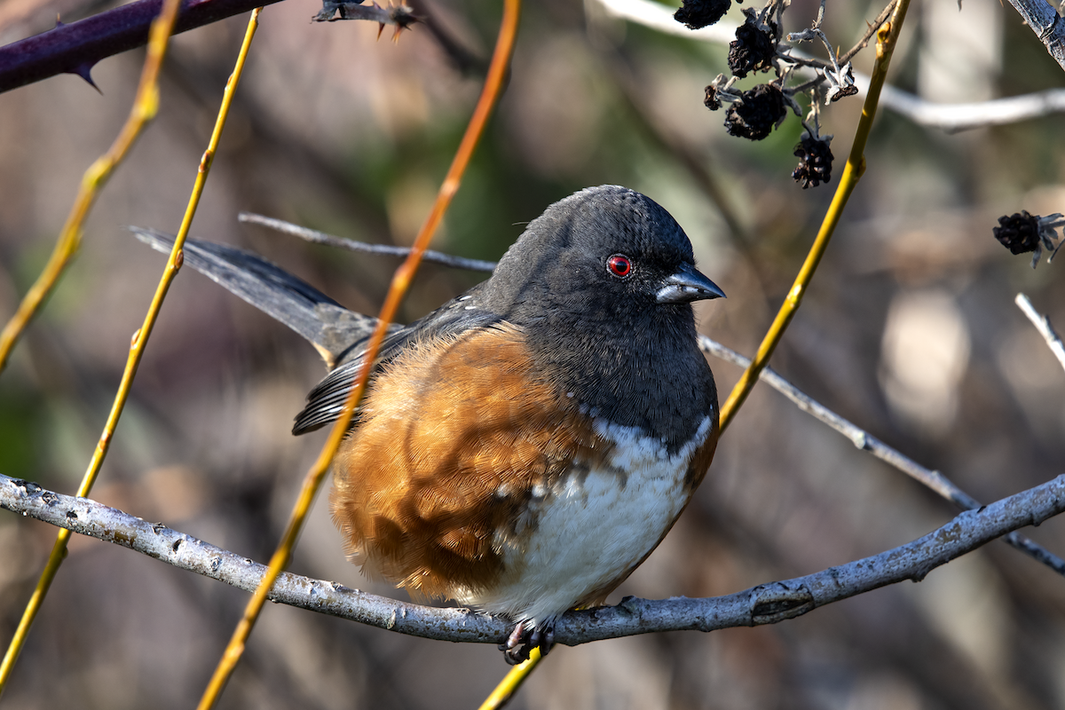 Spotted Towhee - ML133592751