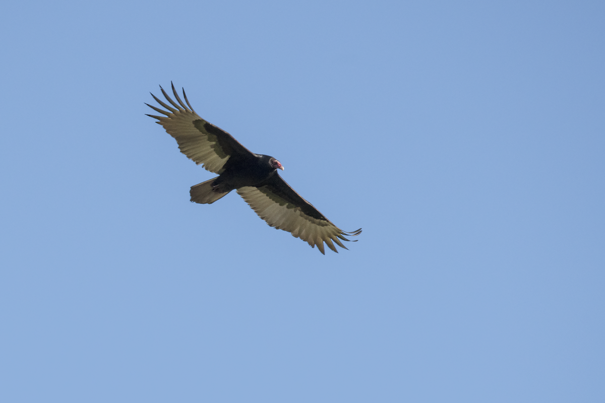 Turkey Vulture - ML133593081