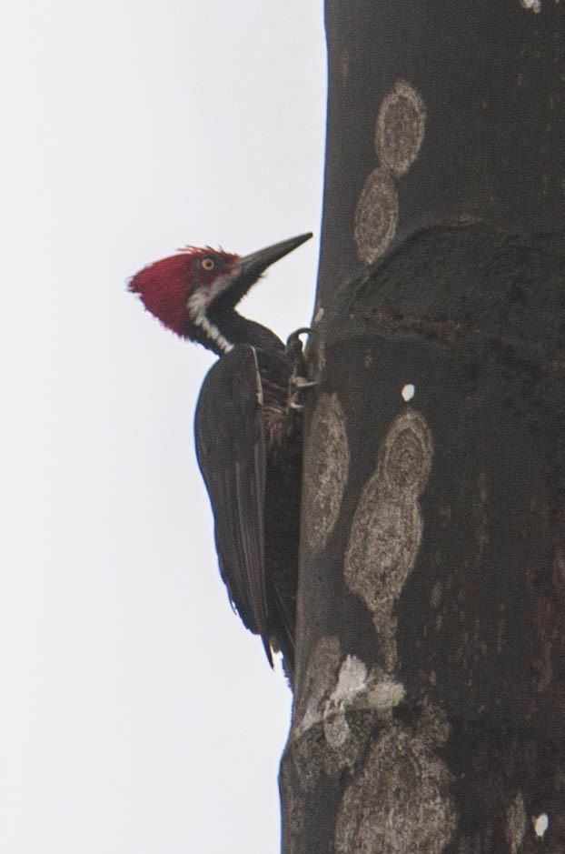 Guayaquil Woodpecker - Stephen Davies