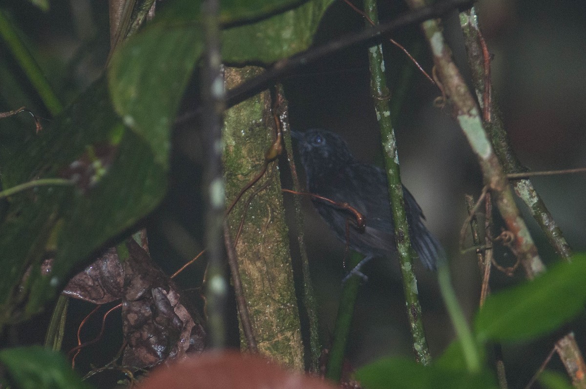Stub-tailed Antbird - Stephen Davies