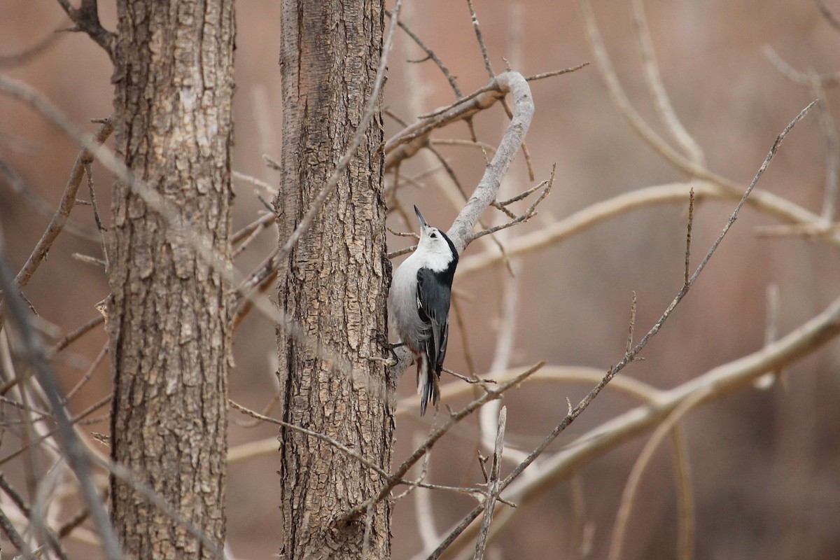 White-breasted Nuthatch - ML133595931