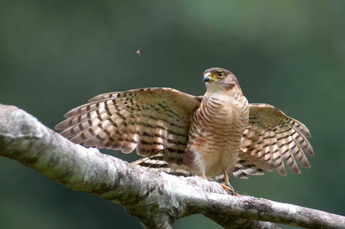 Semicollared Hawk - Stephen Davies