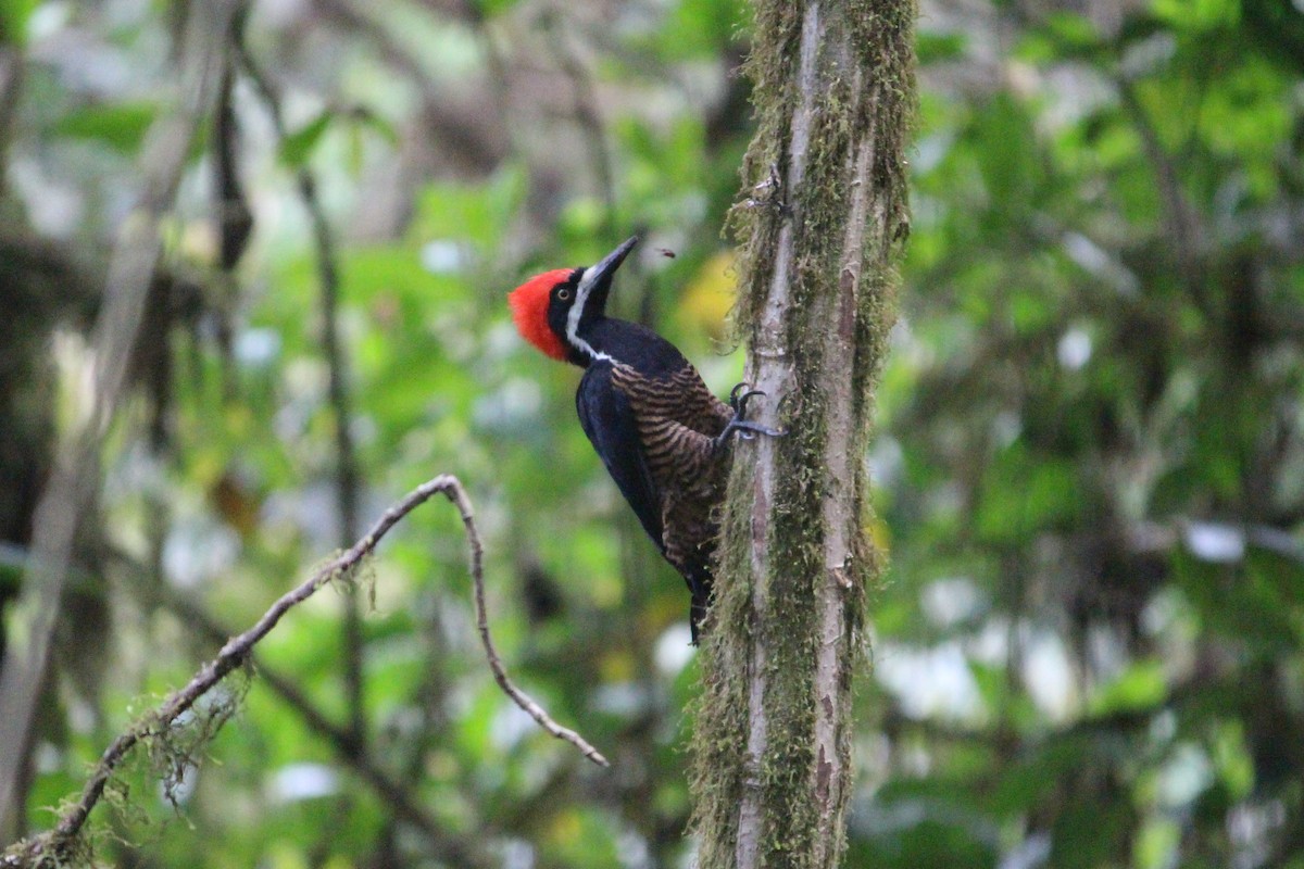 Powerful Woodpecker - Greg Gray