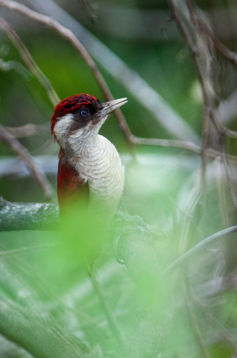 Scarlet-backed Woodpecker - ML133597651