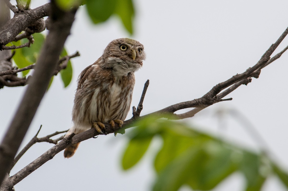 Peruvian Pygmy-Owl - Stephen Davies