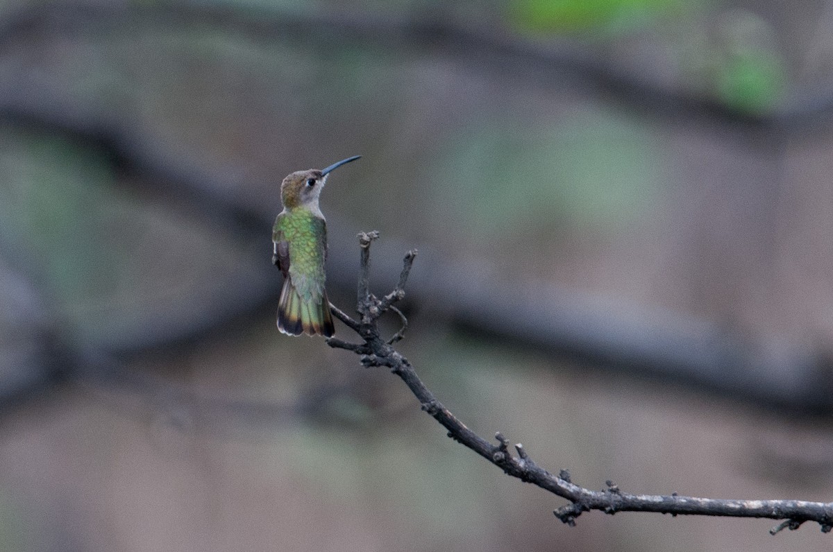 Tumbes Hummingbird - Stephen Davies