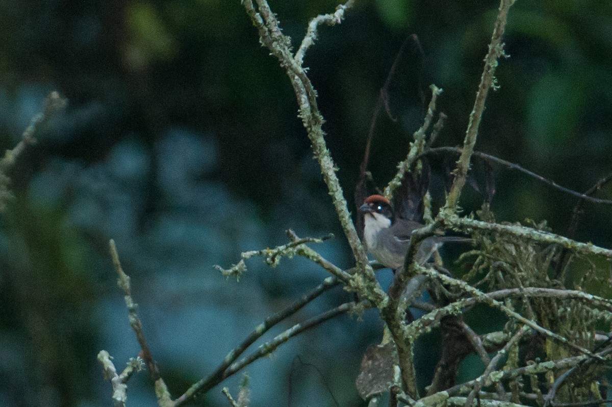 Bay-crowned Brushfinch - ML133598501