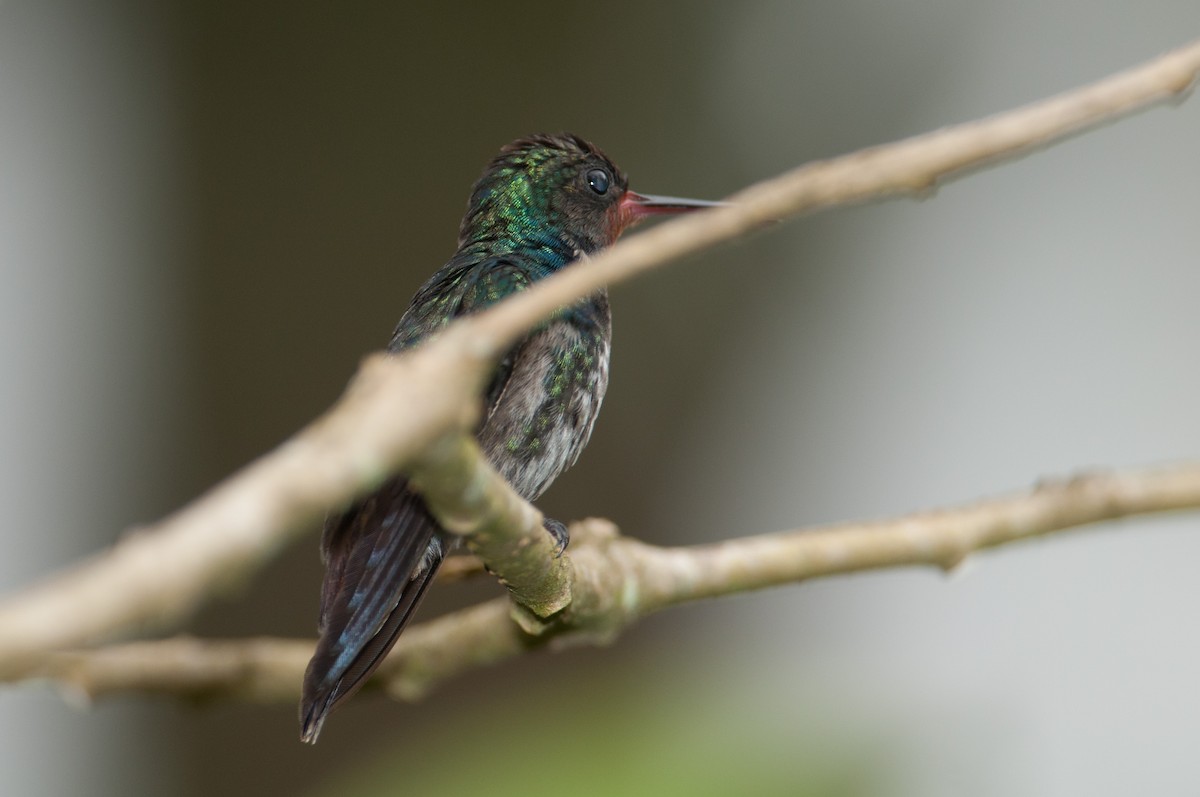 kolibřík savanový - ML133605851