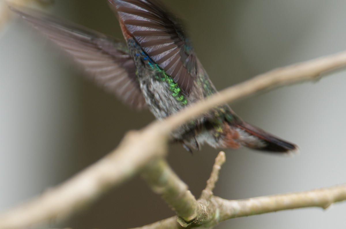 kolibřík savanový - ML133605861