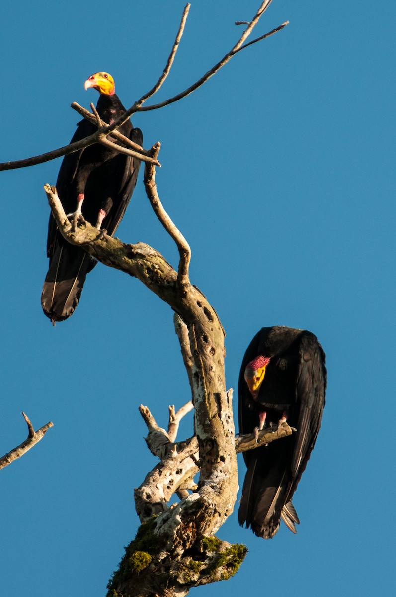 Greater Yellow-headed Vulture - Stephen Davies