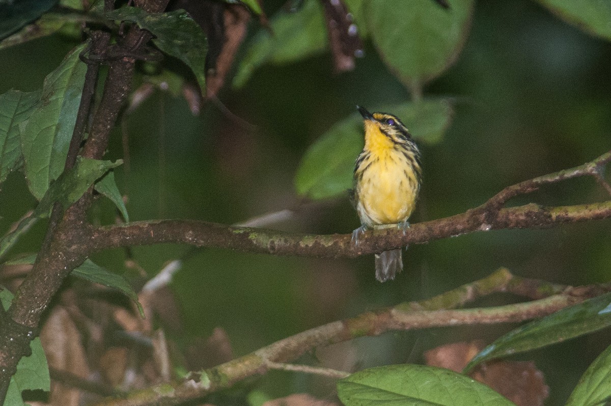 Yellow-browed Antbird - Stephen Davies